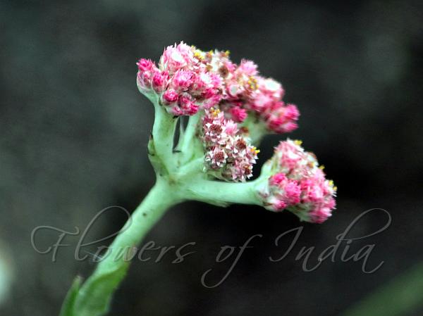 Indian Pearly Everlasting